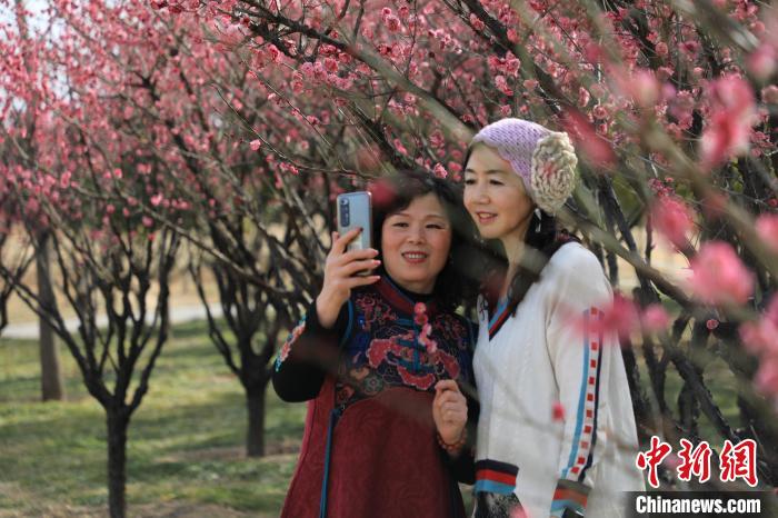 市民在梅花樹下拍照。　鄧小強(qiáng) 攝