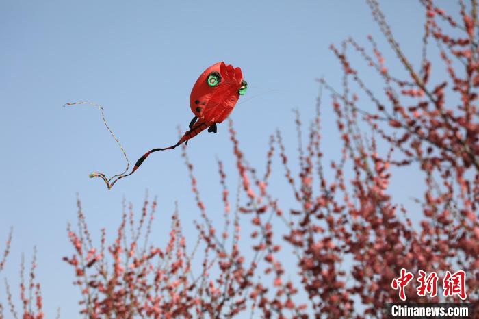 風(fēng)箏在花中飛舞。　鄧小強(qiáng) 攝