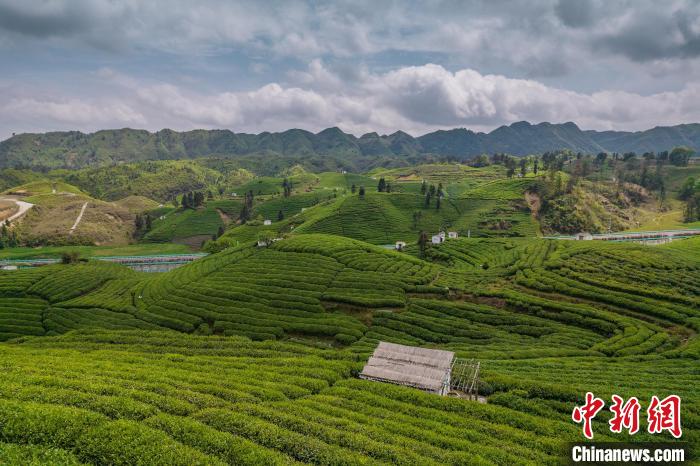貴定縣云霧茶園?！√普?攝