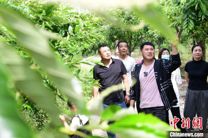 游客在欣賞栗樹花。　郝云崎 攝