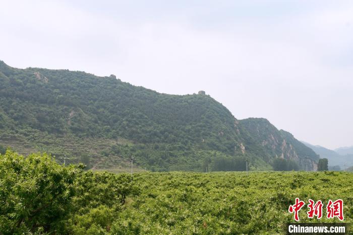 長城腳下萬畝栗花綻放，散發(fā)出淡淡清香。　郝云崎 攝