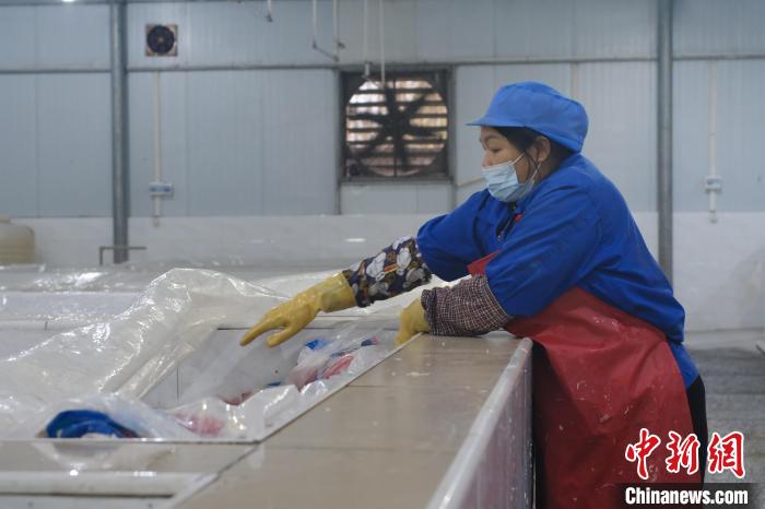 圖為一名工人正在檢查酸筍腌制情況?！⒖÷?攝