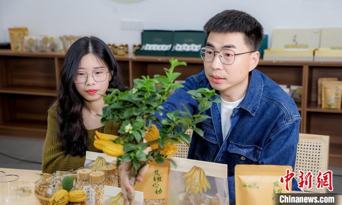 北山口村的佛手電商直播?！≈鬓k方供圖