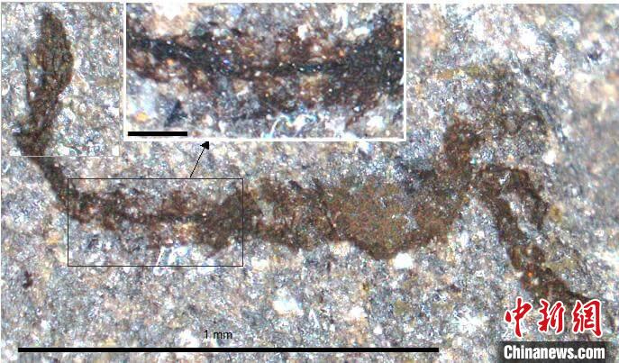 一個類似于寒武紀(jì)大附肢綱節(jié)肢動物Yohoia的新物種(圖片來自Joe Botting)?！∈┢樟指瘛ぷ匀?供圖