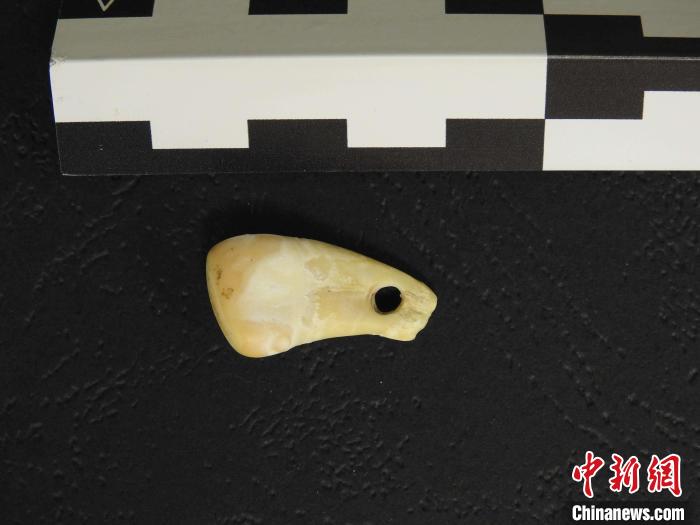 在南西伯利亞丹尼索瓦洞發(fā)現(xiàn)的打孔鹿牙墜飾(圖片來(lái)自馬克斯·普朗克演化人類(lèi)學(xué)研究所)?！∈┢樟指瘛ぷ匀?供圖