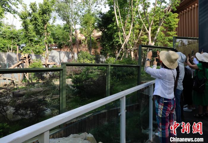 海外華文媒體近距離參觀大熊貓，探尋大熊貓的“大運情緣”。　王磊 攝