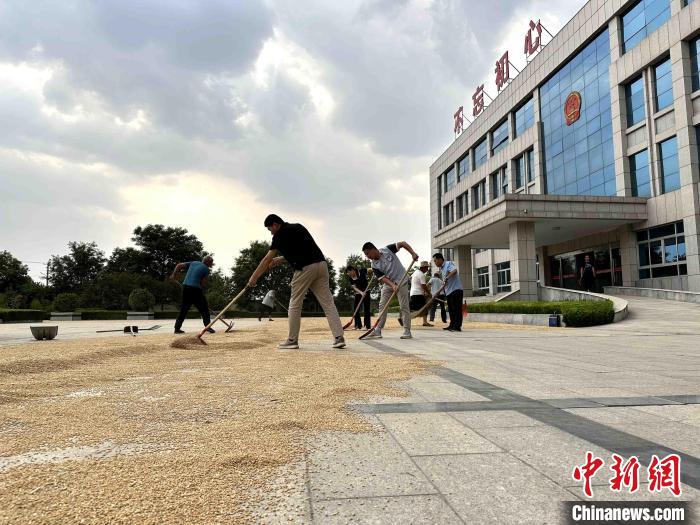 平原縣組織志愿者幫助農(nóng)民晾曬小麥。　張偉 攝