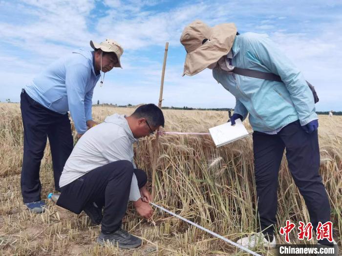 去年新疆冬小麥高產(chǎn)紀錄是863.8公斤?！⊙Μ| 攝