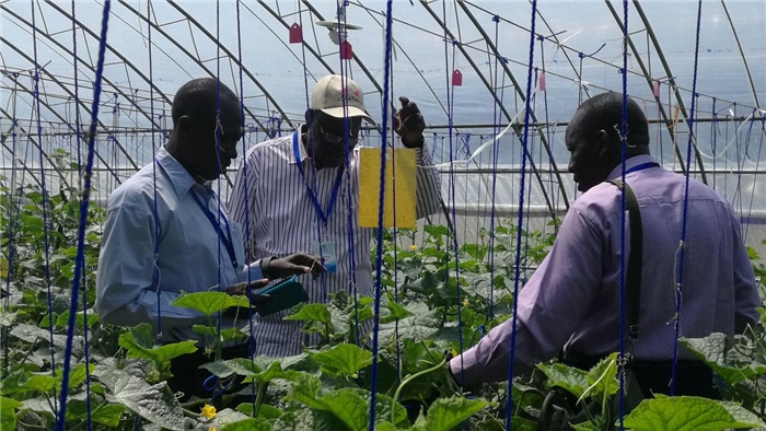 孫釗向當(dāng)?shù)剞r(nóng)戶講解粘蟲板工作原理。受訪者供圖