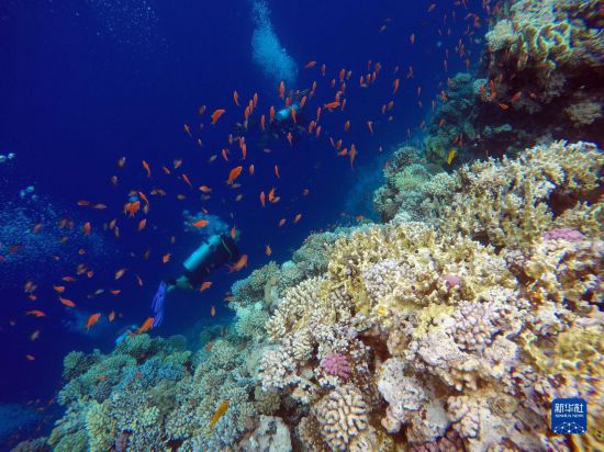  10月2日，人們在埃及西奈半島達哈布藍洞內(nèi)的珊瑚旁深潛。新華社記者 隋先凱 攝