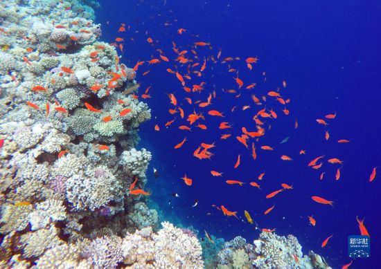  這是10月2日在埃及西奈半島達哈布藍洞內(nèi)拍攝的珊瑚和魚類。新華社記者 隋先凱 攝