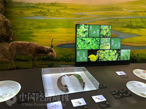   （中醫(yī)藥博物館展出的各類中藥材令人應(yīng)接不暇。中國經(jīng)濟(jì)周刊記者 郭志強(qiáng) 攝）