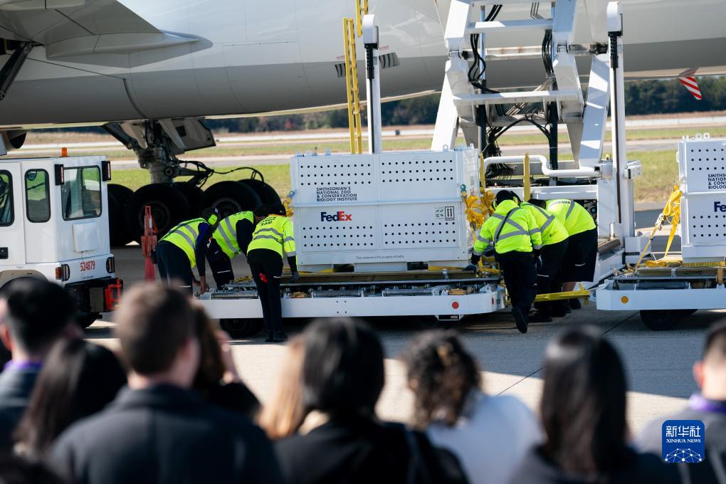 11月8日，在美國(guó)弗吉尼亞州的華盛頓杜勒斯國(guó)際機(jī)場(chǎng)，裝有大熊貓的特制“旅行包廂”準(zhǔn)備運(yùn)上專機(jī)。新華社記者劉杰攝