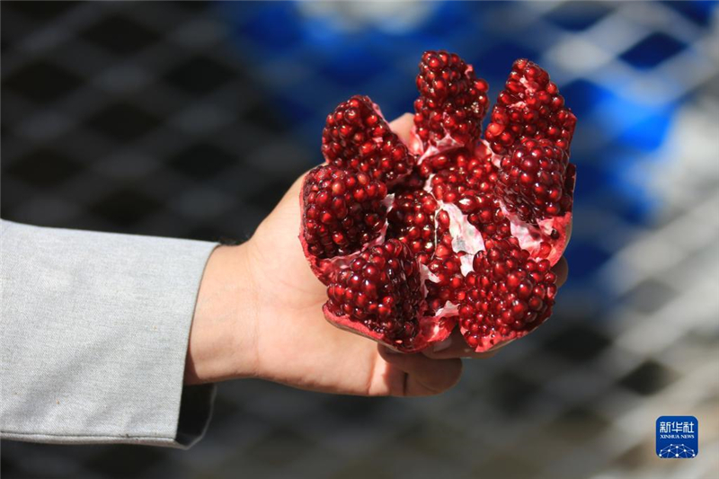 11月10日，在阿富汗首都喀布爾，商販展示產自阿富汗南部坎大哈省的石榴。新華社發(fā)（塞夫拉赫曼·薩菲攝）