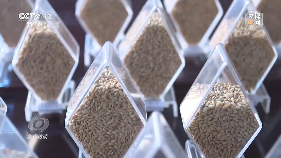 焦點(diǎn)訪談丨一粒良種 萬擔(dān)好糧 探索農(nóng)作物高產(chǎn)高質(zhì)“新密碼”