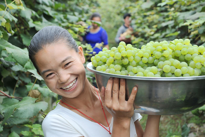 “關(guān)口葡萄谷”正成為花坪鎮(zhèn)域經(jīng)濟(jì)發(fā)展的重要增長點(diǎn)。