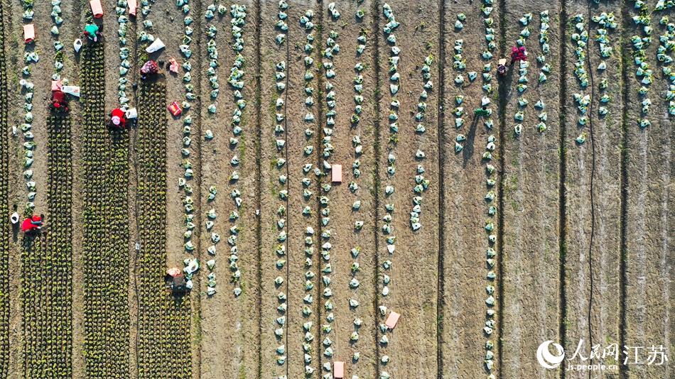 效佐社區(qū)村民對(duì)苗木進(jìn)行田間管理。丁華明攝