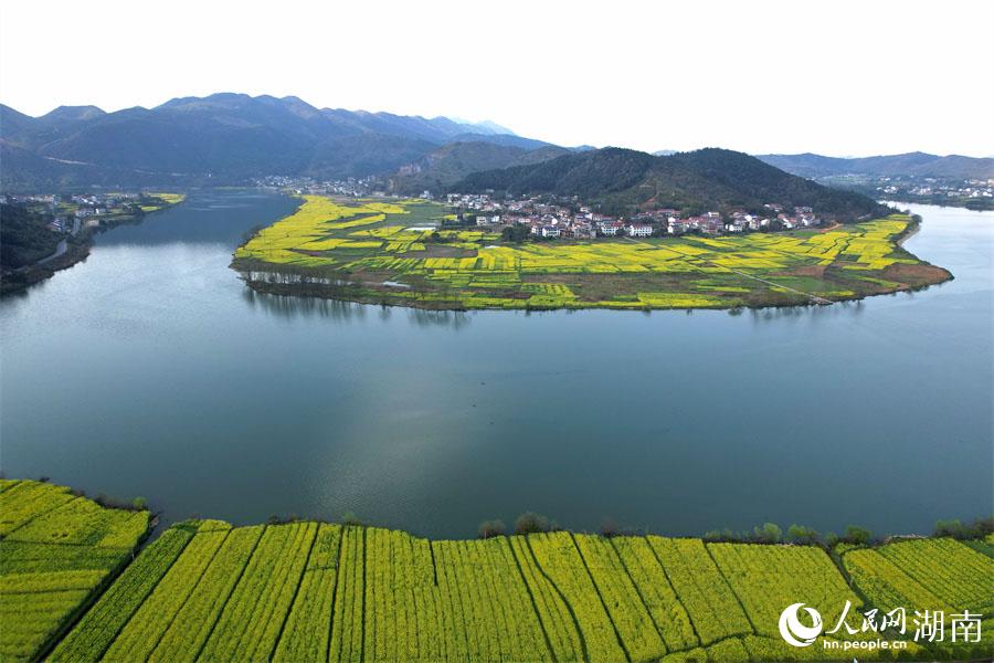 春江水暖，油菜花開。人民網(wǎng) 李芳森攝