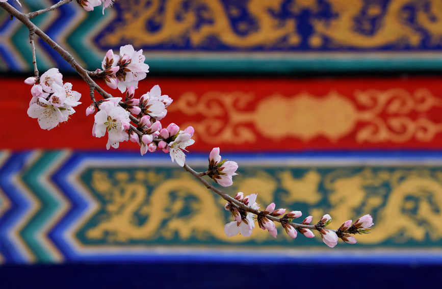 “云”賞桃花相映紅。紅橋區(qū)委宣傳部供圖