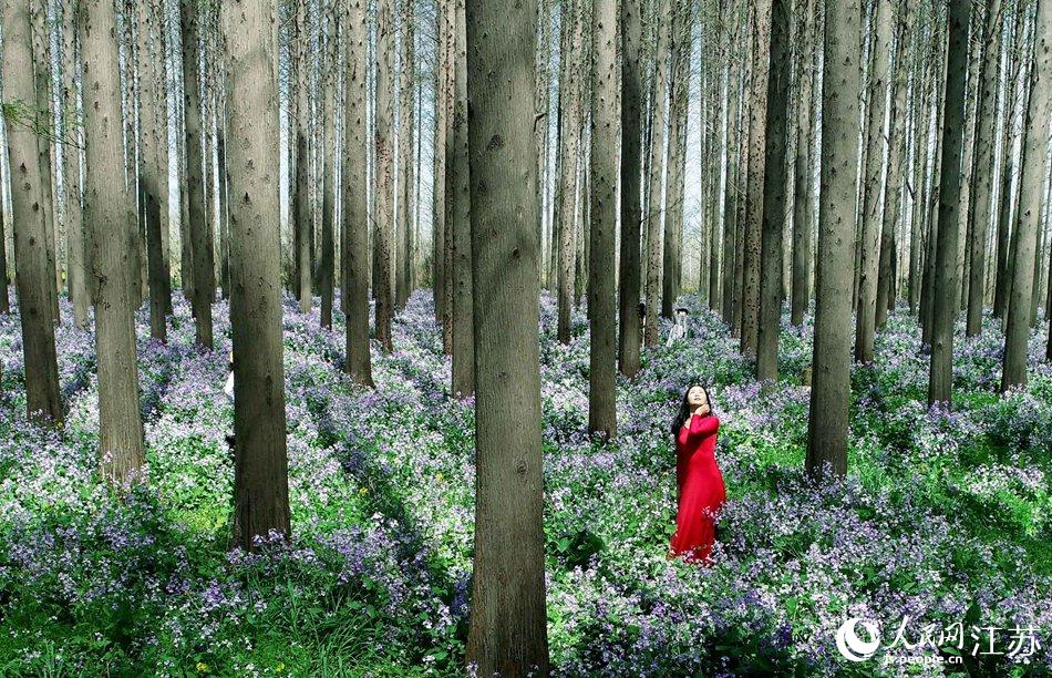 大地好像鋪上了夢(mèng)幻般的地毯，分外迷人。陳義寶攝
