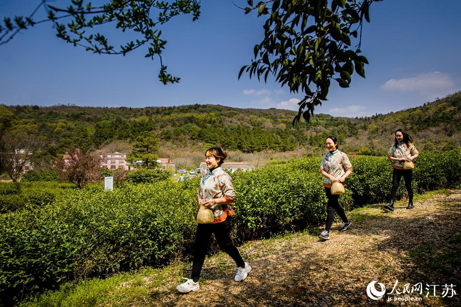 茶農(nóng)走進茶園。浦克承攝