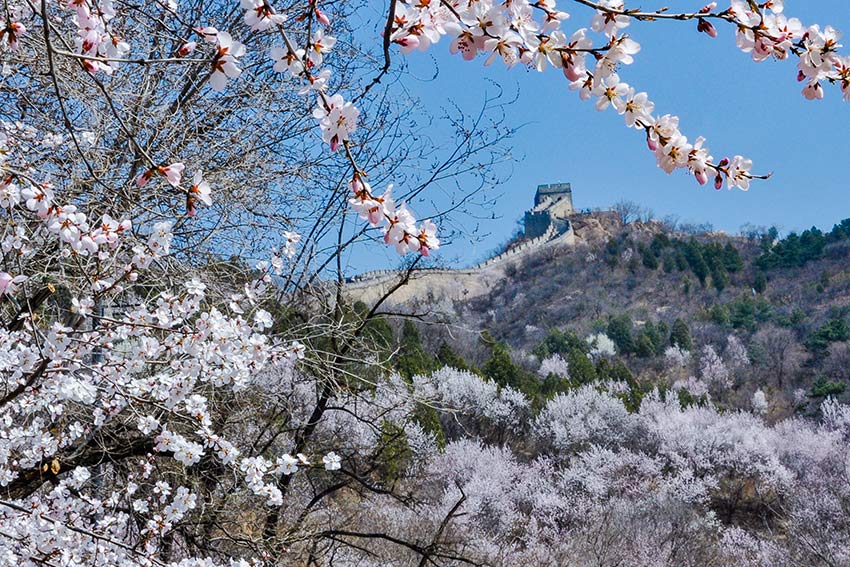 眼下，八達(dá)嶺長城內(nèi)外春花爭艷。陸軍攝