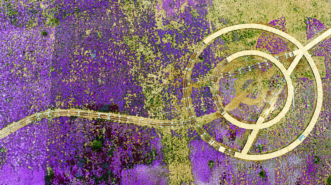 邯鄲市復興區(qū)德豐生態(tài)園的300畝芝櫻花進入最佳觀賞期。放眼望去，五彩音符和豎琴造型下的芝櫻花恰似披上了一層色彩斑斕的錦緞，蔚為壯觀。聶長青攝