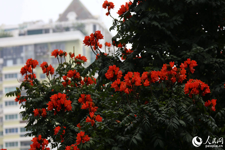 火焰木花朵遠觀猶如燃燒的火。人民網(wǎng) 陳博攝
