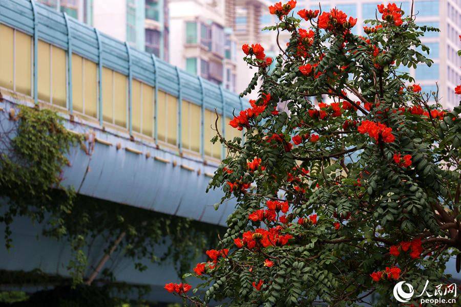 火焰木樹高10米以上，高度與BRT高架橋相當。人民網(wǎng) 陳博攝