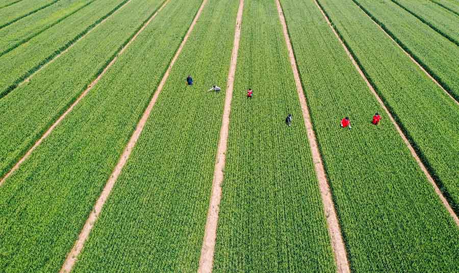 山東省鄒平市蔡家村高標(biāo)準(zhǔn)農(nóng)田，農(nóng)民在進(jìn)行去雜作業(yè)。