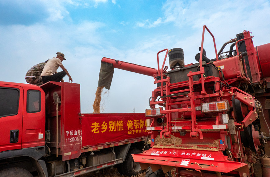 魯山縣組織多種形式的志愿隊伍，幫助困難群眾解決夏收夏種難題。葉全花攝