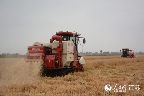 5月下旬，勝利圩高標準農(nóng)田內(nèi)，大型收割機作業(yè)。韋東寧攝