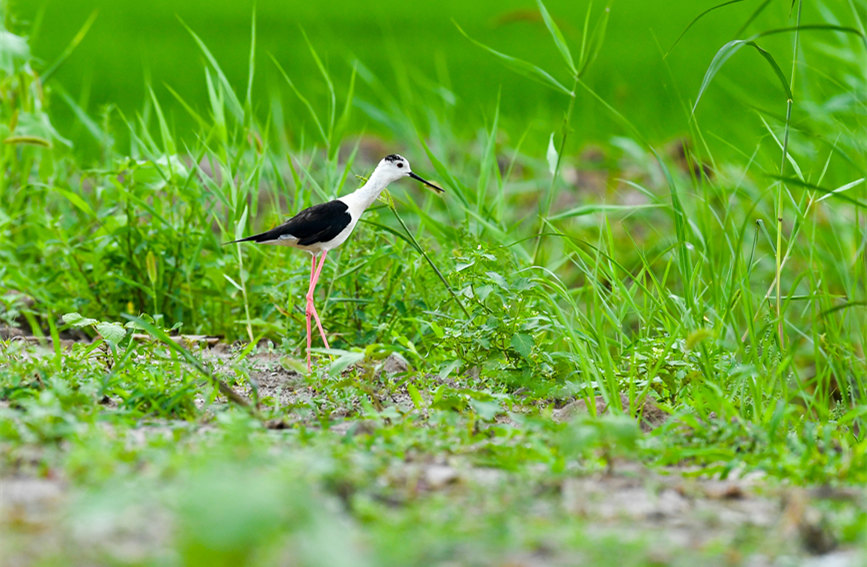 生態(tài)綠屏修復(fù)完成，吸引眾多野生動(dòng)物在此棲息繁衍。翟鑫彬攝