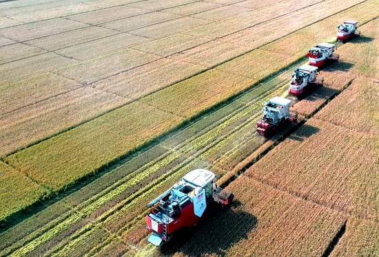 今年6月，河北省衡水市阜城縣碼頭鎮(zhèn)戈家墳村的麥田里，大型聯(lián)合收割機“組團”作業(yè)。 苗鳳強攝