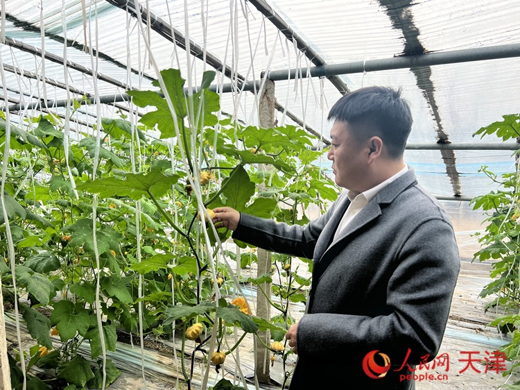 西青區(qū)辛口鎮(zhèn)大杜莊村黨總支書記、村委會(huì)主任畢紅鴿介紹當(dāng)下大棚里種植的造型奇特的文玩葫蘆。  人民網(wǎng) 孫翼飛攝