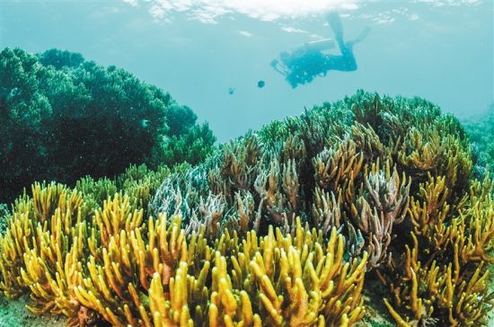 在三亞蜈支洲島附近海域，游客在體驗(yàn)海底美景。 本報(bào)記者 武威 通訊員 韋尚婷 攝