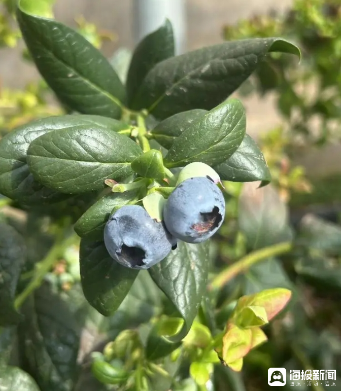 西瓜、藍(lán)莓、草莓上高原！山東濰坊援藏組因地制宜打造特色蔬菜發(fā)展中心