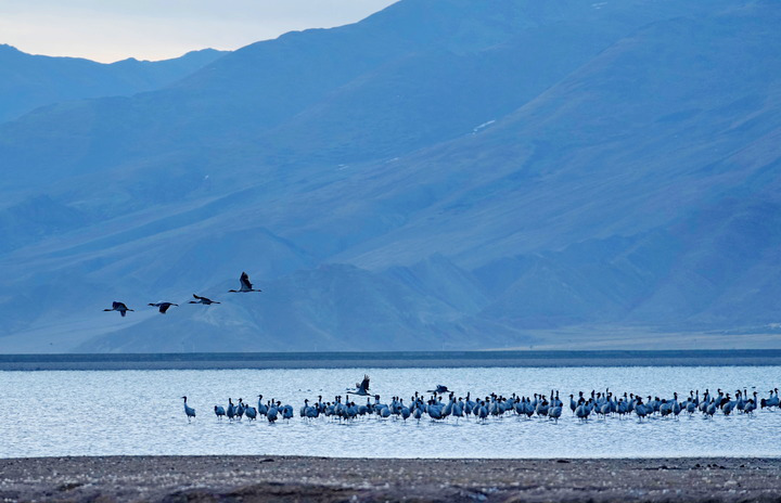 鏡觀·回響丨西部生態(tài)建設：以高水平保護支撐高質量發(fā)展
