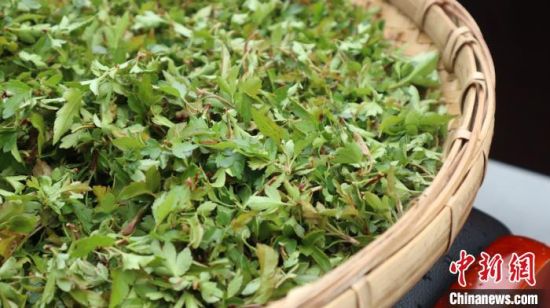 圖為班瑪藏雪茶。　孫睿 攝