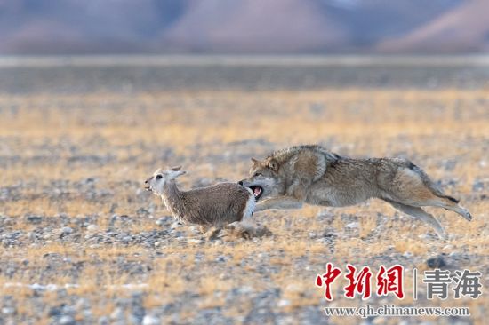 圖為獲獎作品。同海元供圖