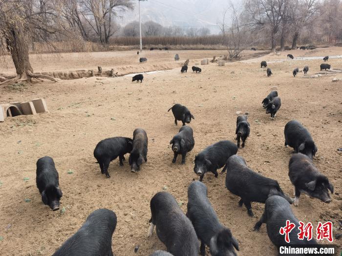 圖為藏香豬。　祁增蓓 攝