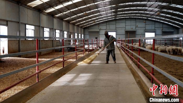 圖為放牧員扎布拉正在打掃羊棚衛(wèi)生。　李雋 攝