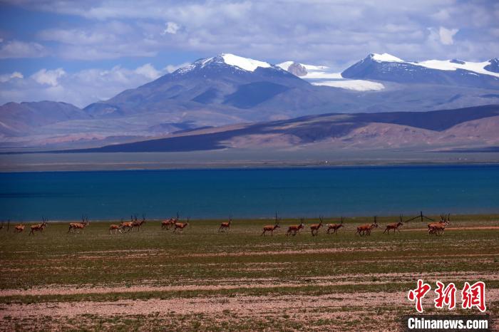 從317國道遠眺達則錯，湖岸藏羚羊與雪山美景令人矚目。　<a target='_blank' ><p  align=