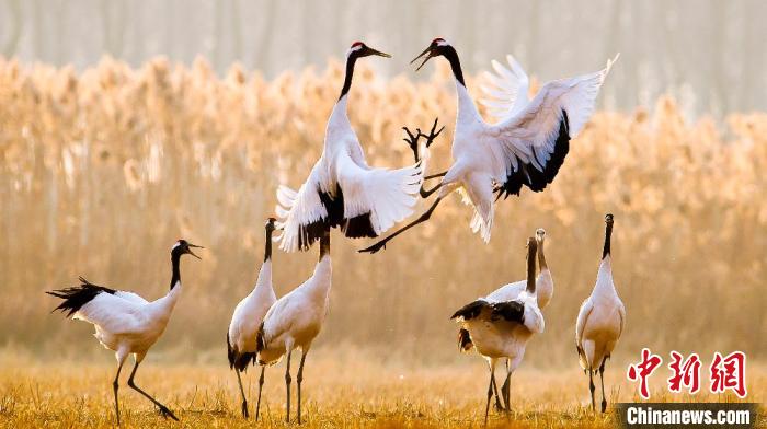 江蘇鹽城黃海濕地上的丹頂鶴?！←}城市委宣傳部供圖