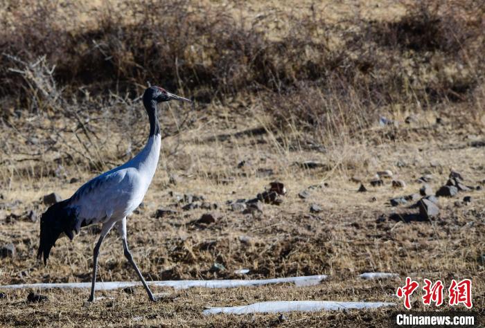 圖為一只黑頸鶴在拉薩市林周縣境內(nèi)田間覓食。　貢嘎來松 攝