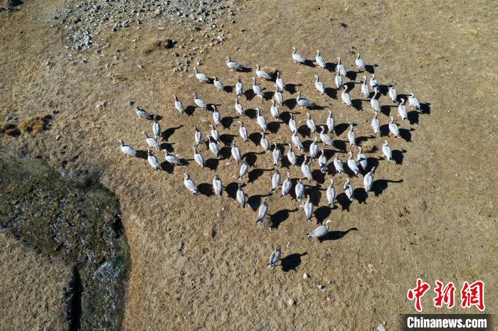 圖為拉薩市林周縣境內(nèi)越冬的候鳥。　貢嘎來松 攝