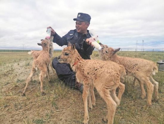 生命禁區(qū)的超級“奶爸”。