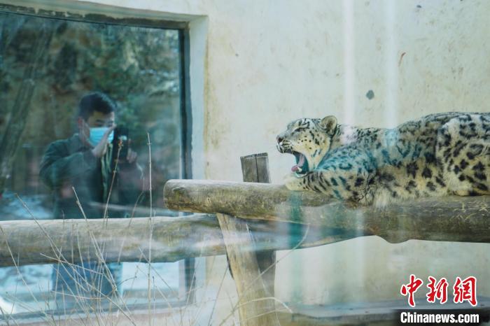 圖為雪豹“奶爸”史壽軍正在直播?！●R銘言 攝