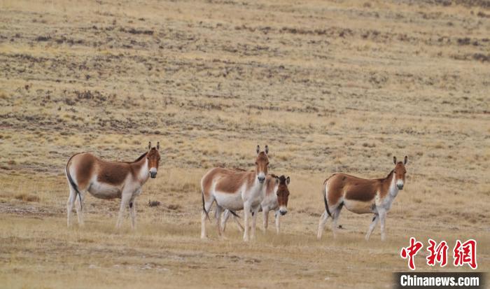 圖為草地上的西藏野驢?！“簿S斌 攝