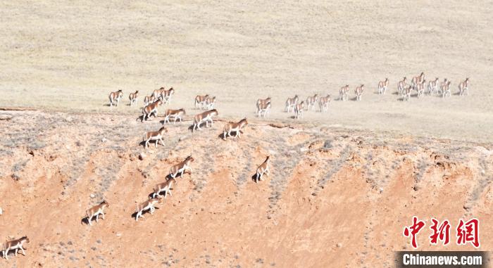 圖為西藏野驢奔跑在山間?！∥溲┓?攝